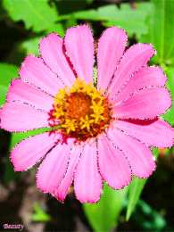 С космеями Открытка розовые цветы космеи. Открытка Космея и ромашка.   