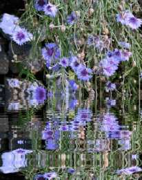 С васильками Васильками с днём рождения. Красивые открытки с васильками. 