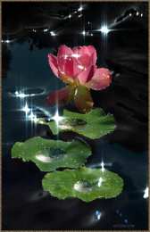 С лотосом Самые красивые лотосы фото GIF картинка Лотос. Живая картинка лотоса.