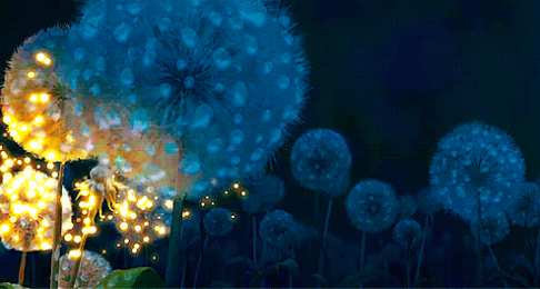 С одуванчиками Открытка мерцающая с одуванчиками белыми в стеклянной вазе. 