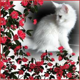 С кошками С днём рождения картинка с кошкой. Спокойной ночи картинка с кошками.