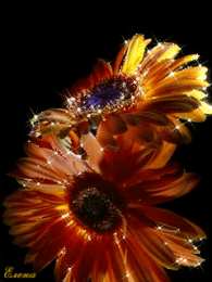 С герберами Нежная открытка с днём рождения со светло розовыми герберами.