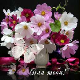 С космеями Открытка розовые цветы космеи. Открытка Космея и ромашка.   