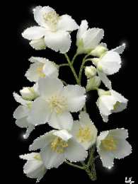 С жасмином Открытка Доброе утро С чашечкой чая и букетом жасмина стеклянной вазе.