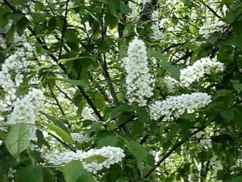 Открытки С сиренью Открыткам Пусть запах любимой сирени, ностальгии пройдется по душам. Открытка Доброе утро gif-анимация с бабочками и птицей сидящими на кусту сирени. Открытка прекрасная сирень для тебя!  Открытка Сиреневый Привет , цветами сирени и порхающие птицей.