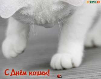 С Всемирным днём кошек Красивые картинки с днем кошек. Прикольные открытки с Днем кошек.