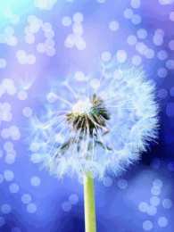 С одуванчиками Картинка с одуванчиками. Картинки девушка с одуванчиками.   