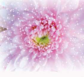 С астрами Открытка гиф блестящая с букетом белых и фиолетовых Astra и яблоками.