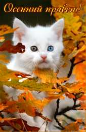 Осенний приветик Прикольные открытки на каждый день. Картинки Привет прикольные. 