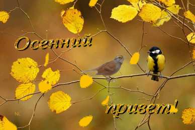 Осенний приветик Открытка тёплый осенний Приветик! Открытка с котенком осенний Приветик!