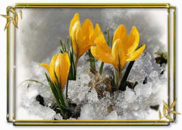 С крокусами Открытка Спасибо что есть на земле чудеса, мерцающий фиолетовый Крокус.