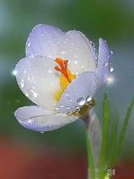 С фрезиями  Скачать букет фрезий фото. Фрезия фото GIF. Фрезия на клумбе открытка.