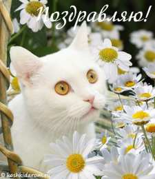 С кошками Открытки с кошками на день рождения. Открытки с кошками Доброе утро.