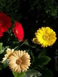 С герберами Открытки С днём рождения с герберами. Открытки с герберами. 