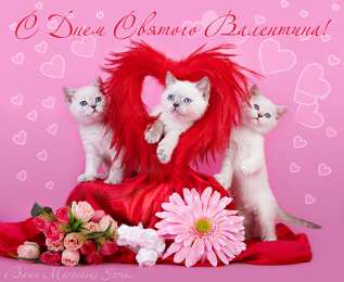 С кошками Открытки с кошками на день рождения. Открытки с кошками Доброе утро.