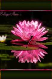 С лотосом Открытка цветок лотоса и лист на воде. Открытка Лотос на стебле.