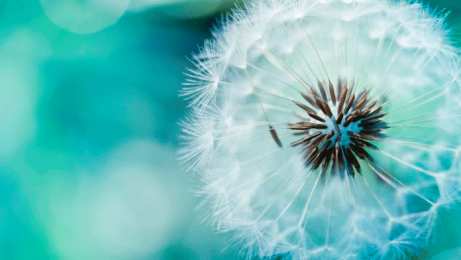 С одуванчиками Открытка мерцающая с одуванчиками белыми в стеклянной вазе. 