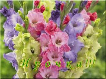 С гладиолусами Открытка розовые гладиолусы и розовые сердечки на сером фоне.