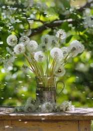 С одуванчиками Картинка с одуванчиками. Картинки девушка с одуванчиками.   