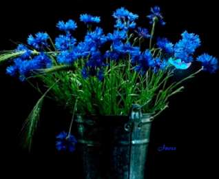 С васильками Картинки с васильками и ромашками. Красивые картинки с васильками.