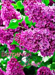 Открытки С сиренью  Открытка Любимой бабушке, с букетом сирени в хрустальной вазе. Открытка весну встречай, Она идёт, удачу за собой несет, я открытка с прыгающими бабочками и букетом из белой и Сиреневой сирени. Открытка чтоб смех твой слышался всегда, цветов, улыбок, солнца и тепла!