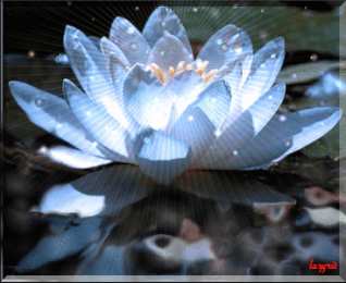 С лотосом Самые красивые лотосы фото GIF картинка Лотос. Живая картинка лотоса.