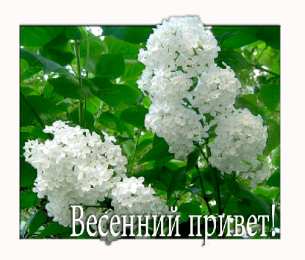 Открытки С сиренью Открыткам Пусть запах любимой сирени, ностальгии пройдется по душам. Открытка Доброе утро gif-анимация с бабочками и птицей сидящими на кусту сирени. Открытка прекрасная сирень для тебя!  Открытка Сиреневый Привет , цветами сирени и порхающие птицей.