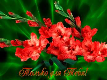 С гладиолусами Открытка розовые гладиолусы и розовые сердечки на сером фоне.