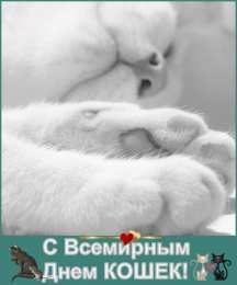 С Всемирным днём кошек Картинки с Днём кошек прикольные. Картинки с днем кошек 8 августа.