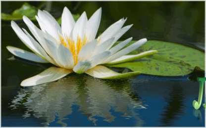 С лотосом Самые красивые лотосы фото GIF картинка Лотос. Живая картинка лотоса.