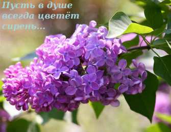С сиренью Старые открытки с сиренью.  Открытки с 8 мартом с сиренью.  