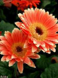 С герберами Открытки С днём рождения с герберами. Открытки с герберами. 