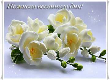  Картинки с фрезиями. Открытки С днём рождения с фрезиями.