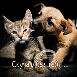  Открытка Я скучаю. Открытка Я скучаю милый.