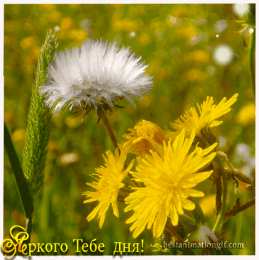  Открытка с одуванчиками. Открытки с одуванчиками.