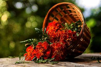  Открытки с бархатцами. Картинки с бархатцами.