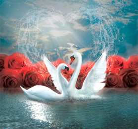  Открытки с лебедями. Красивые открытки с лебедями.
