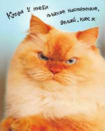  Открытки с кошками. Открытки с кошками прикольные.